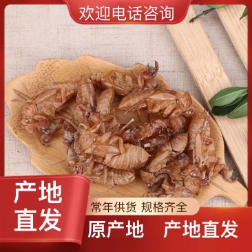 知了猴壳，蝉壳，蝉蜕纯野生正品保证量大从优现货200斤