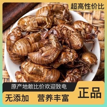 精品蝉蜕一手货源品质保证