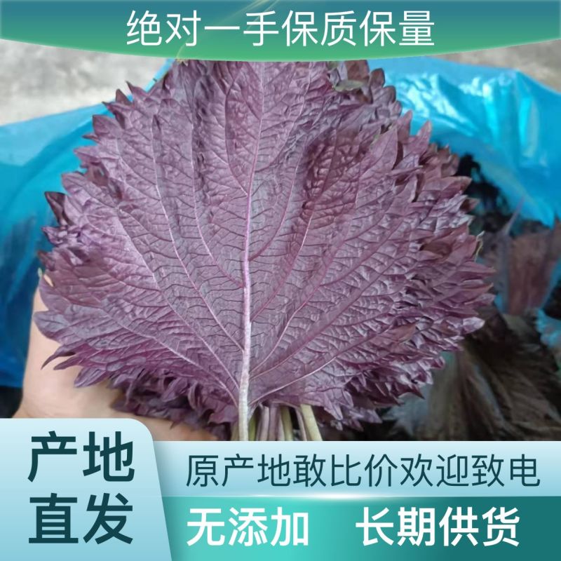 无杂质紫苏叶厂家直销全国供应新鲜收获品质保证