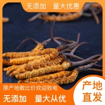 长期供应超高性价比的虫草正宗纯正冬虫夏草品质值得信赖