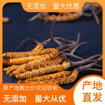 长期供应超高性价比的虫草正宗纯正冬虫夏草品质值得信赖