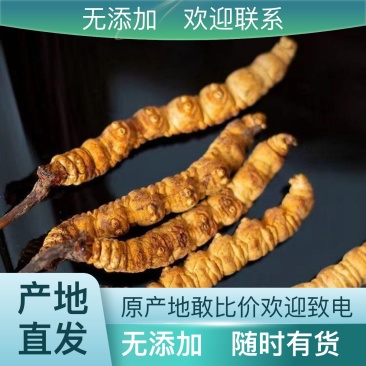 虫草货源充足厂家直销价格实惠联系有惊喜