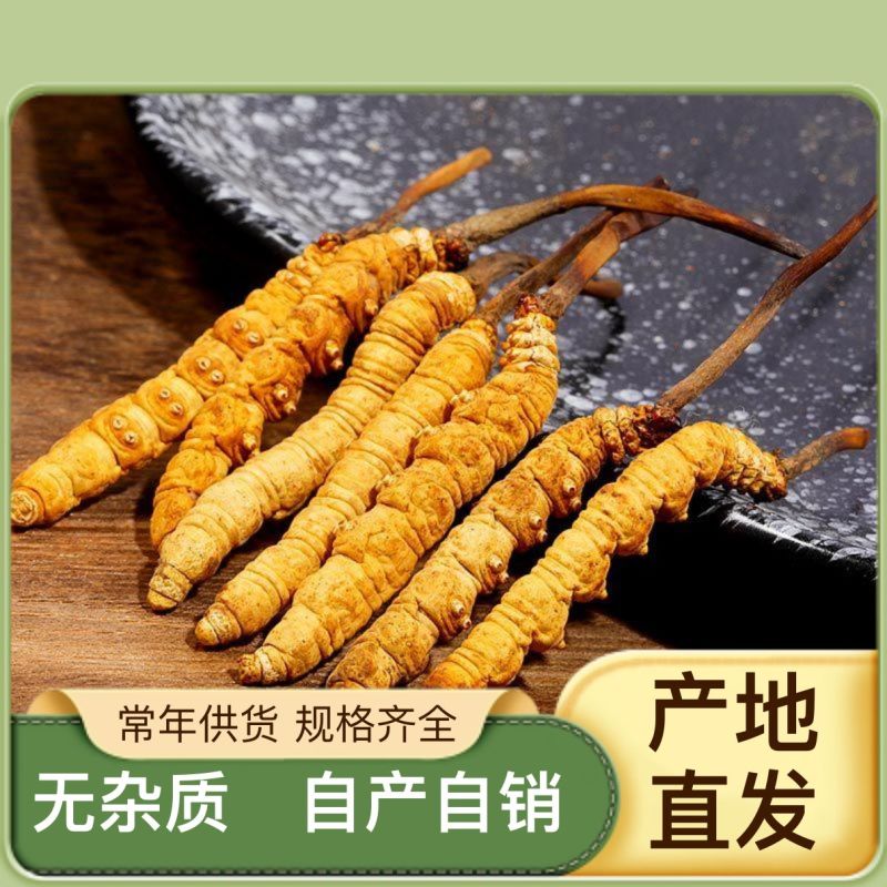 正品虫草专卖精心培育自产自销质量保证