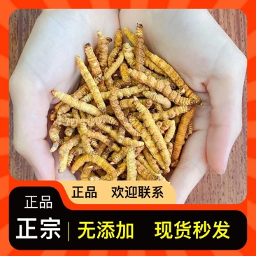虫草**供应24小时在线服务价格美丽产地直发品质保证