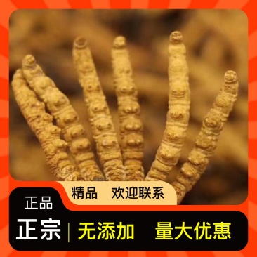 正宗西藏那曲纯野生冬虫夏草，货源充足，根根精选，个个精品