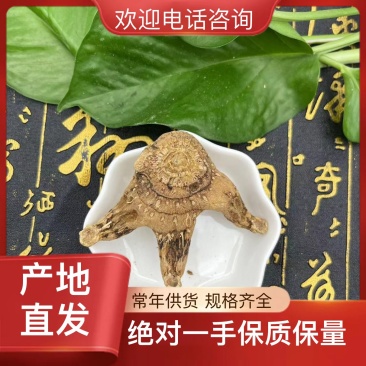 陕西白芨新鲜上市价格美丽对接全国市场质量好走货快欢迎询价