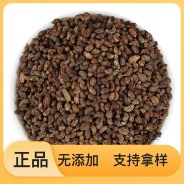 选购自产女贞子精品自然生长好果子随时畅聊