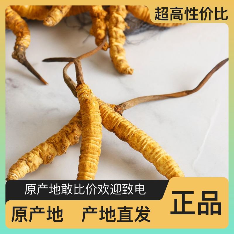 虫草珍品产地直发精品保障欢迎联系