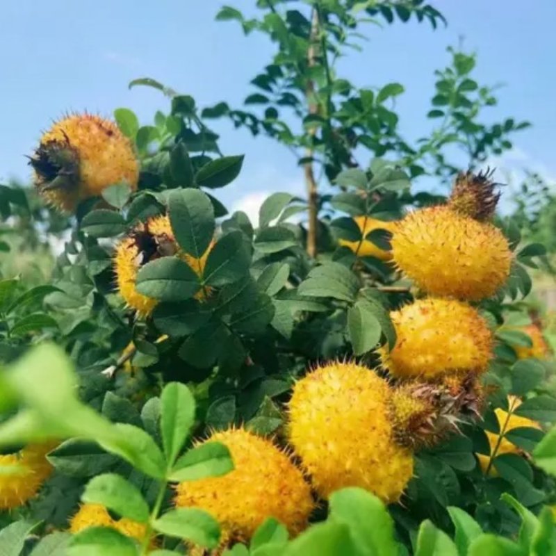 【一袋包邮】贵州特产刺梨干对接电商个人价格明确发货快