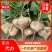 【湖北豆薯地瓜凉薯沙葛】大量上市产地一手货源