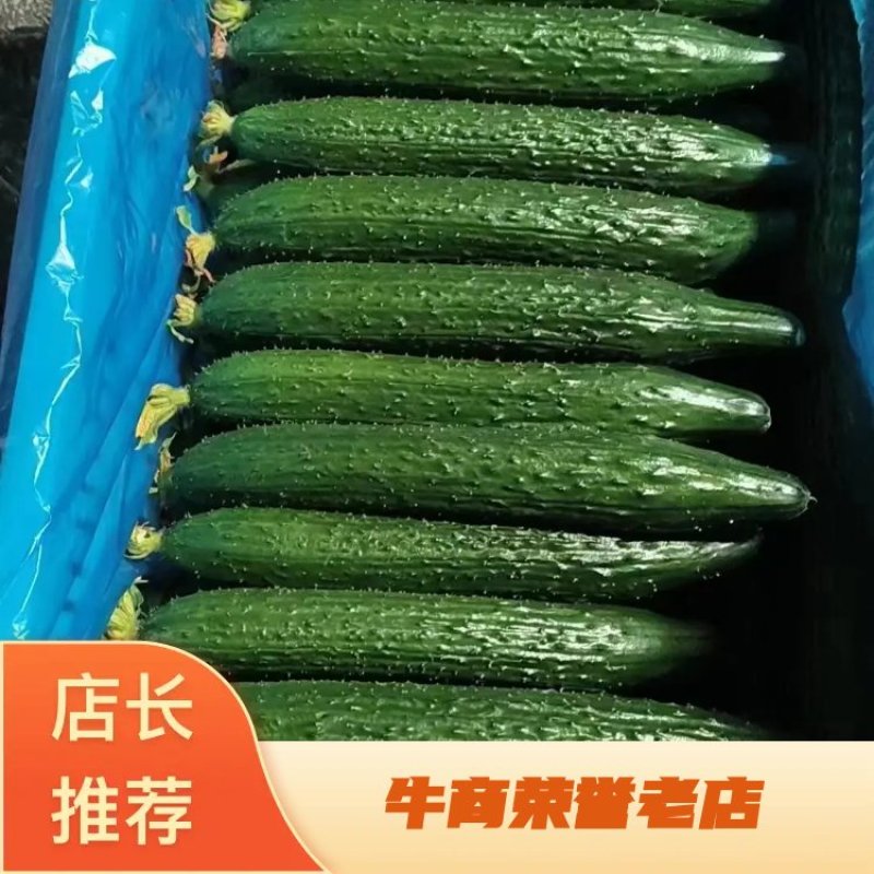黄瓜，精品蜜刺，鲜花油亮，产地直发，货源充足，诚信经营