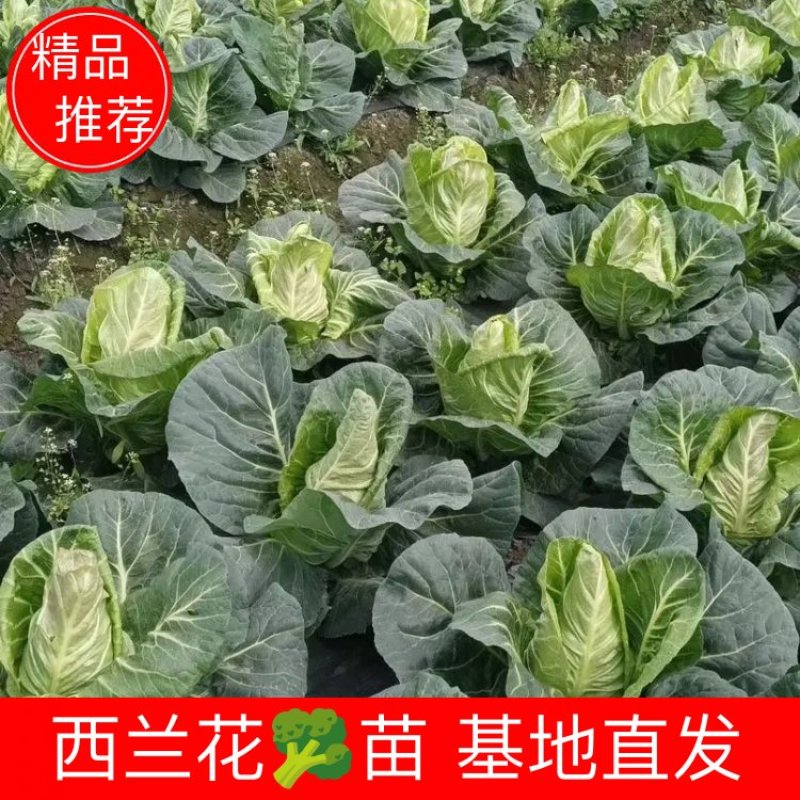 牛心甘蓝口感脆甜抗性强55-60天可采收