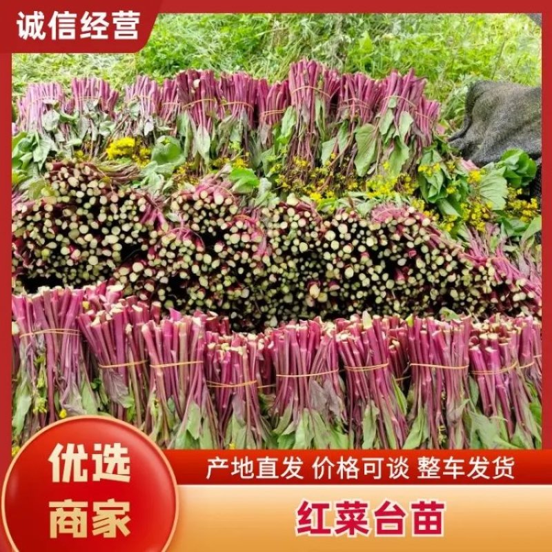 红菜台苗采收期30-50天口感好价格也好