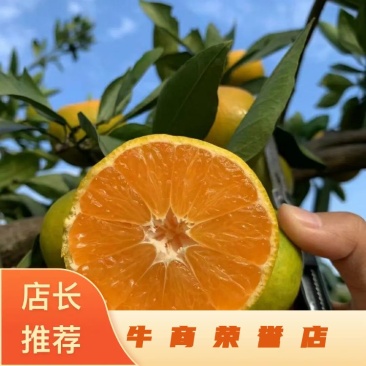 湖北宜昌无籽蜜橘精品果65起步品质好口感好全国发货
