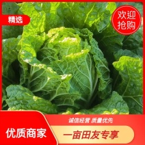 大白菜，云南高山绍菜圆甘一年四季都有需要的老板可以来基地