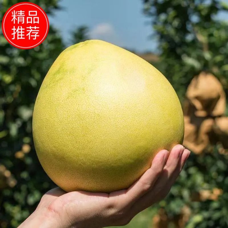 【白心蜜柚】湖北蜜柚大量供应水润多汁色香柚人精选