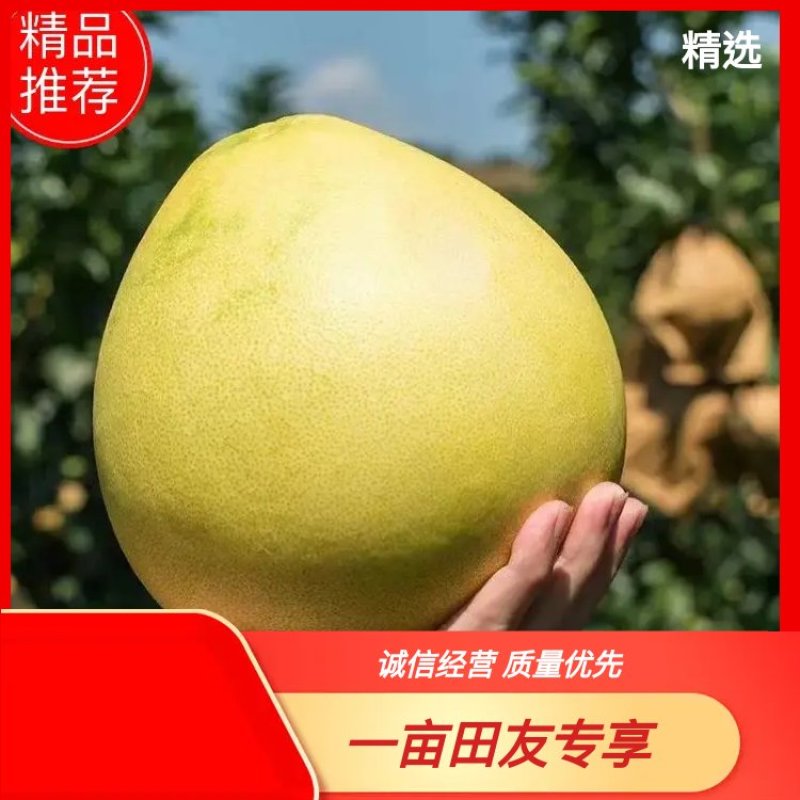 【白心蜜柚】湖北蜜柚大量供应水润多汁色香柚人精选