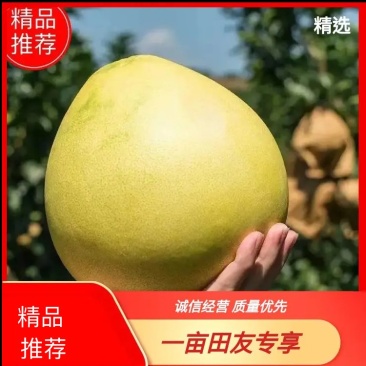 【白心蜜柚】湖北蜜柚大量供应水润多汁色香柚人精选