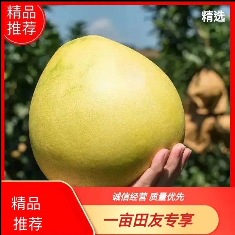 【白心蜜柚】湖北蜜柚大量供应水润多汁色香柚人精选