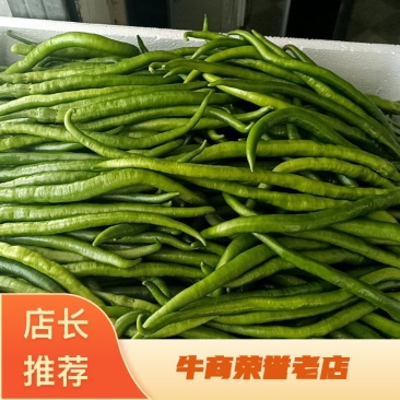 河南上蔡线椒，301薄皮泡椒，龙椒，等万亩产地电商货