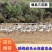 现杀低温保存冷链运输200天以上三花白条鹅，量大价格面议