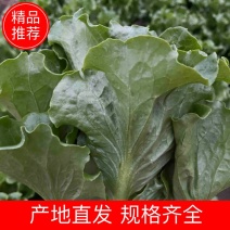 精品意大利生菜产地一手货源，规格齐全，对接全国市场批发商