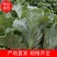 精品意大利生菜产地一手货源，规格齐全，对接全国市场批发商
