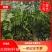 红榉树杯苗一年生两年生苗价格优惠基地直发数十年育苗经验