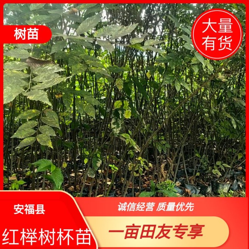 红榉树杯苗一年生两年生苗价格优惠基地直发数十年育苗经验