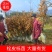 麻栎苗湖北麻栎安徽麻重庆麻栎四川麻栎湖南麻栎江西麻栎验