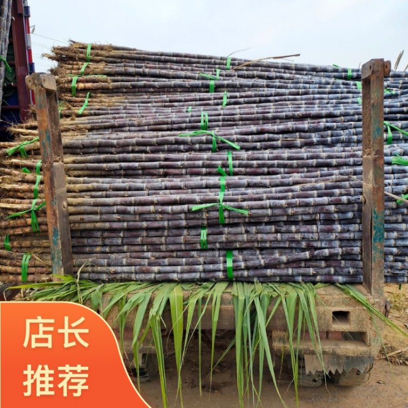 黎塘产地黑皮甘蔗质量保证