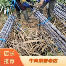 黎塘产地精品靓货质量保证