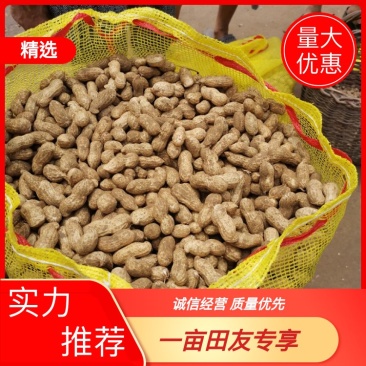 精品鲜花生鲁花8号无嫩果，大果形鲜花生，等各种品种