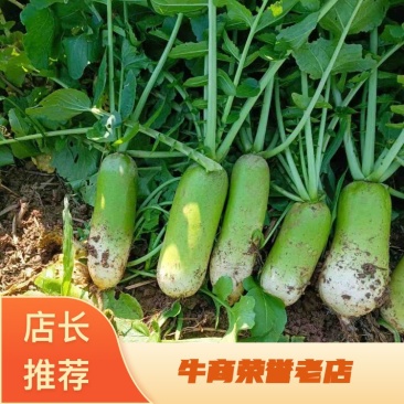 【精品】渭南市华州区德高玉欧雅2号青萝卜开始上市大量供应