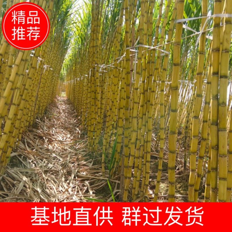 广西黎塘精品黄金甘蔗大量货源价格美丽