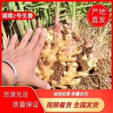 湖南二号生姜四百亩急寻买家，基地直发货量充足，对接全国
