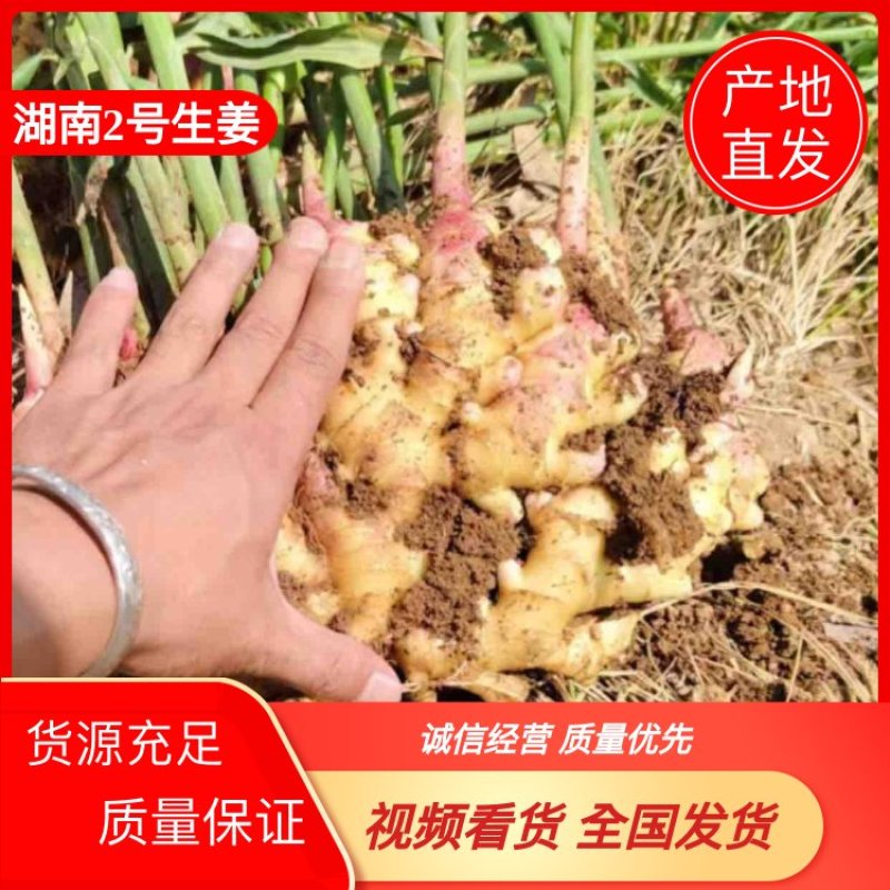 湖南二号生姜四百亩急寻买家，基地直发货量充足，对接全国
