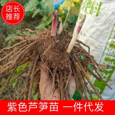 紫色芦笋苗特大苗占地苗电商用苗秧苗一件代发全国发货现挖现