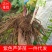 紫色芦笋苗特大苗占地苗电商用苗秧苗一件代发全国发货现挖现