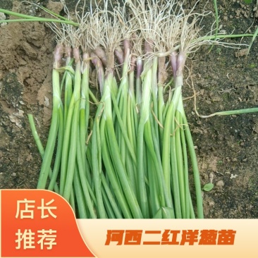 现货紫红皮洋葱苗电商苗50棵一捆量大从优现货随时发货需要