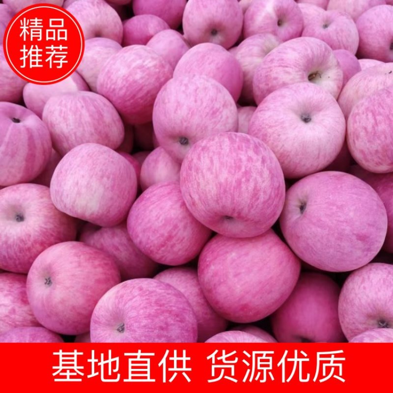 红富士苹果甘肃优质苹果，对接各大电商以及超市欢迎咨询
