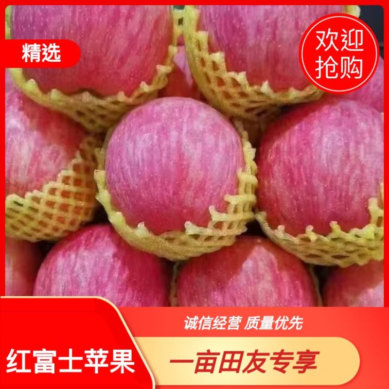 红富士苹果甘肃优质苹果，对接各大电商以及超市欢迎咨询