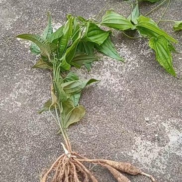 百部种苗，新苗出售，大量出货，种植基地，欢迎来电咨询