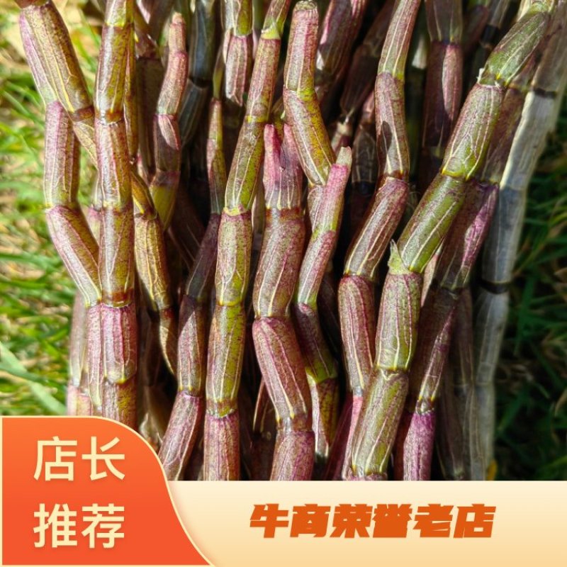 云南铁皮石斛农户自家种植的水果石斛自产自销
