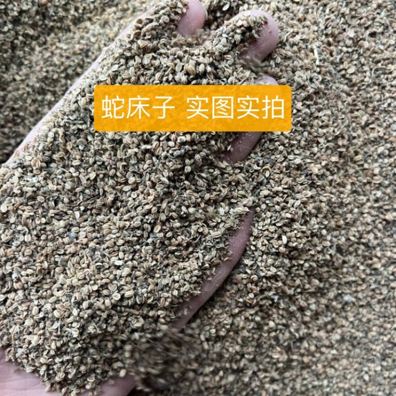 【文斌药业】蛇床子。实图实拍。干净无杂质欢迎下单