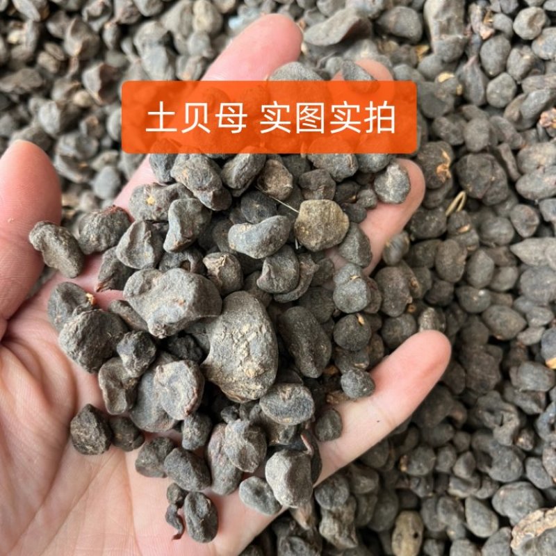 【文斌药业】土贝母实图实拍品类齐全一公斤起批