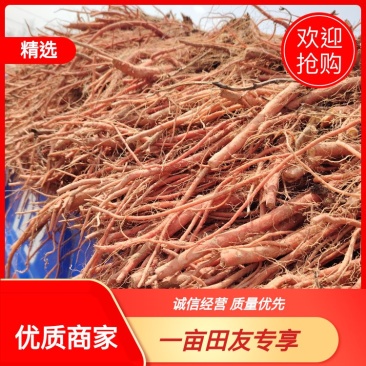 丹参鲜货