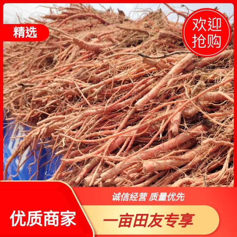丹参鲜货