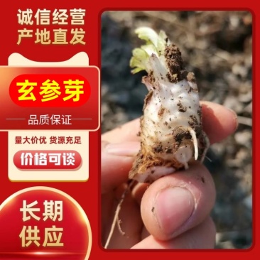 玄参芽
