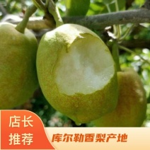 新疆库尔勒香梨，新疆产地直供，量大从优欢迎电话联系